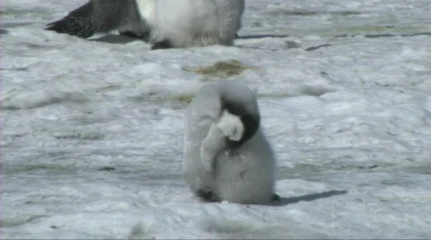 Emperor penguin chick sleeping Stock Footage 604215
