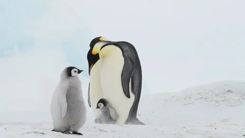 Emperor Penguin with chicks in Antarctica Stock Footage 100230620
