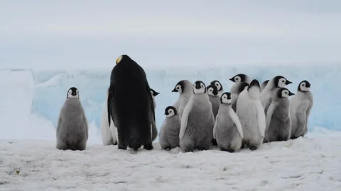 Emperor Penguin with chicks in Antarctica Stock Footage 100238339