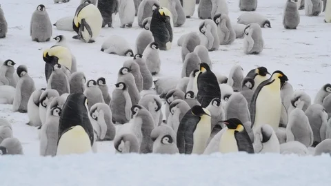 Emperor Penguin with chicks in Antarctica Stock Footage 100394730