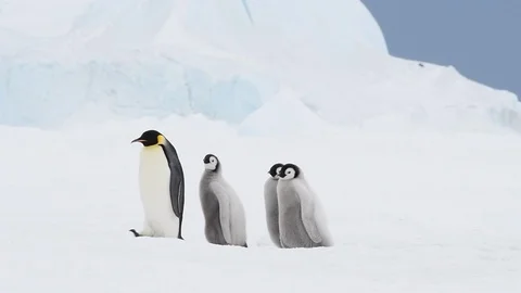 Emperor Penguin with chicks in Antarctica Stock Footage 100394986