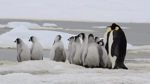 Emperor Penguin with chicks in Antarctica Stock Footage 100395239