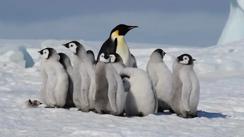 Emperor Penguin with chicks in Antarctica Stock Footage 100396682