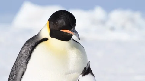 Emperor Penguin with chicks in Antarctica Stock Footage 100397100