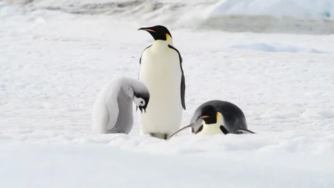 Emperor Penguin with chicks in Antarctica Stock Footage 100397230
