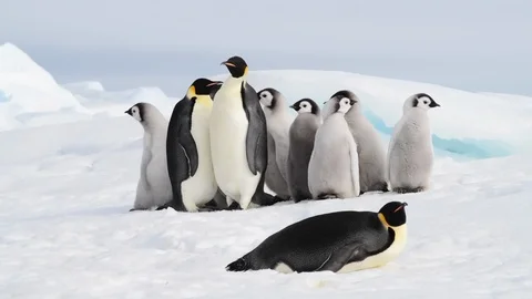 Emperor Penguin with chicks in Antarctica Stock Footage 100397892