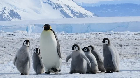 Emperor Penguin with chicks in Antarctica Stock Footage 100400764