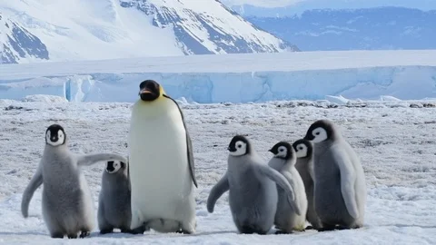 Emperor Penguin with chicks in Antarctica Stock Footage 100401004