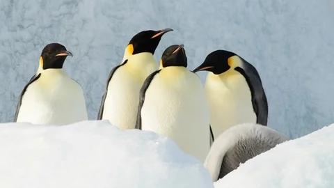 Emperor Penguin with chicks in Antarctica Stock Footage 100401626