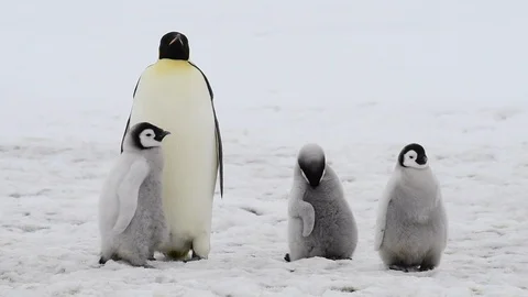 Emperor Penguin with chicks in Antarctica Stock Footage 100402448