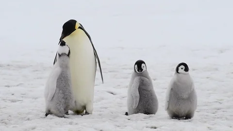 Emperor Penguin with chicks in Antarctica Stock Footage 100403016