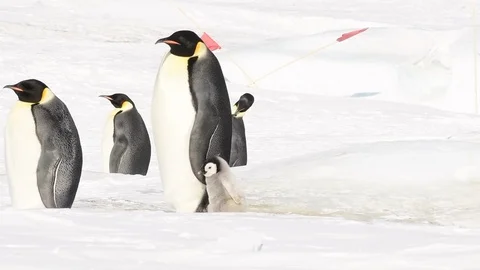 Emperor Penguin with chicks in Antarctica Stock Footage 100404270