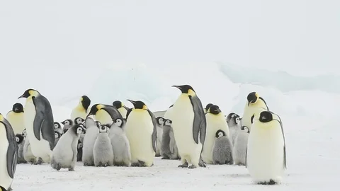 Emperor Penguin with chicks in Antarctica Stock Footage 100404517