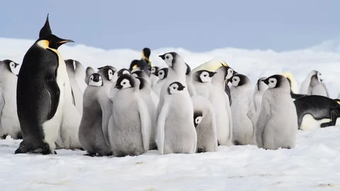 Emperor Penguin with chicks in Antarctica Stock Footage 100914541