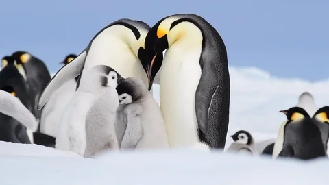 Emperor Penguin with chicks in Antarctica Stock Footage