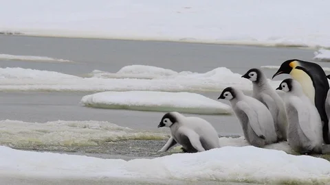 Emperor Penguin with chicks in Antarctica Stock Footage 100918302