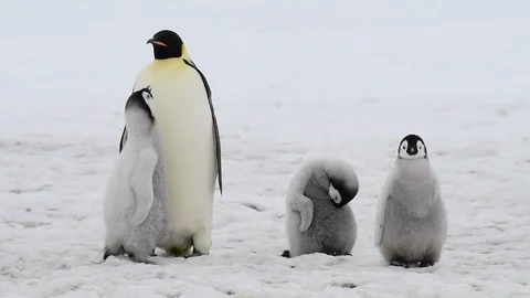 Emperor Penguin with chicks in Antarctica Stock Footage 100921512