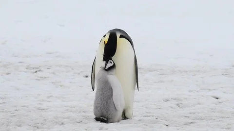 Emperor Penguin with chicks in Antarctica Stock Footage 100921650