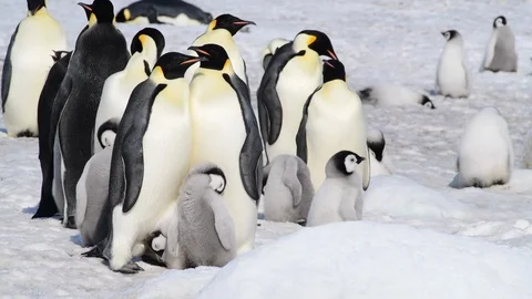 Emperor Penguin with chicks in Antarctica Stock Footage 100921651
