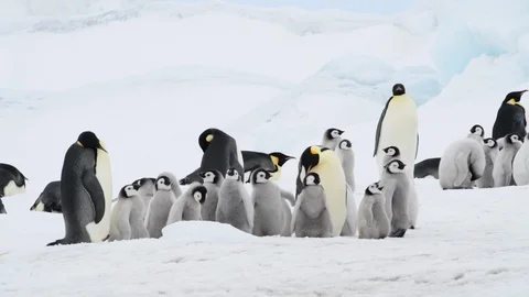 Emperor Penguin with chicks in Antarctica Stock Footage 100921729