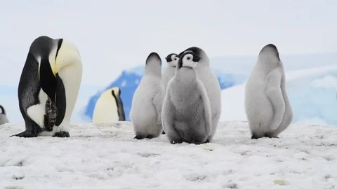 Emperor Penguin with chicks in Antarctica Stock Footage 100921775