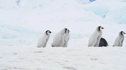 Emperor Penguin with chicks in Antarctica Stock Footage 100921818
