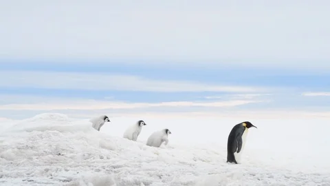 Emperor Penguin with chicks in Antarctica Stock Footage 100921875