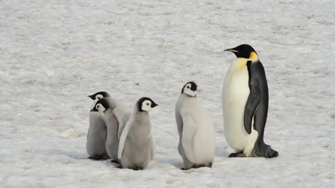 Emperor Penguin with chicks in Antarctica Stock Footage 100921935