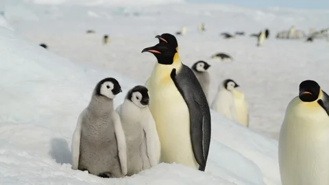 Emperor Penguin with chicks in Antarctica Stock Footage 100921979
