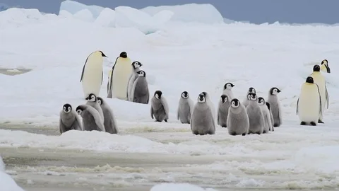 Emperor Penguin with chicks in Antarctica Stock Footage 100922855