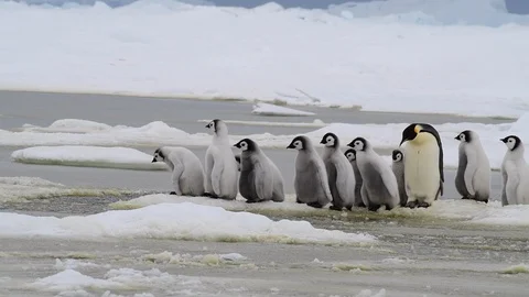 Emperor Penguin with chicks in Antarctica Stock Footage 100922889