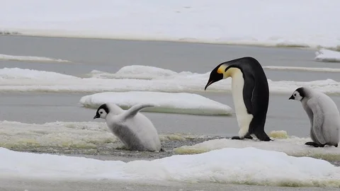 Emperor Penguin with chicks in Antarctica Stock Footage 100923009
