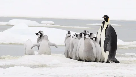 Emperor Penguin with chicks in Antarctica Stock Footage 100923021