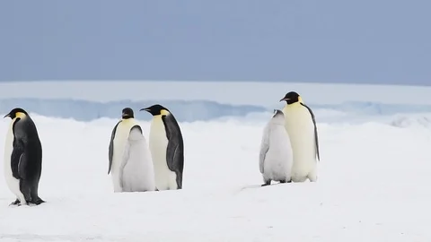 Emperor Penguin with chicks in Antarctica Stock Footage 100963415