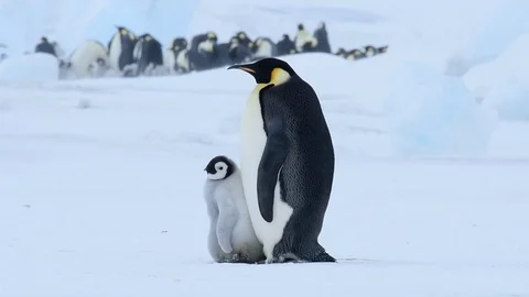 Emperor Penguin with chicks in Antarctica Stock Footage 100963841