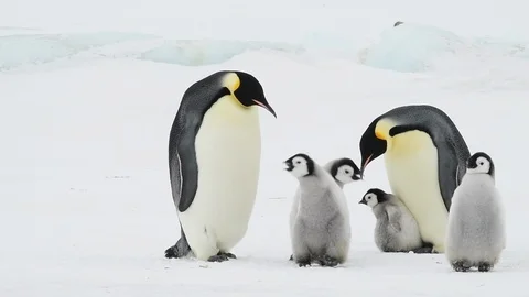 Emperor Penguin with chicks in Antarctica Stock Footage 100963917