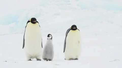 Emperor Penguin with chicks in Antarctica Stock Footage 100963949