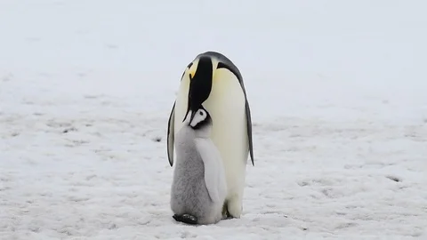 Emperor Penguin with chicks in Antarctica Stock Footage 100964068