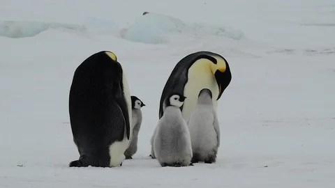 Emperor Penguin with chicks in Antarctica Stock Footage 100964078