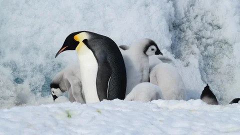 Emperor Penguin with chicks in Antarctica Stock Footage 100964192