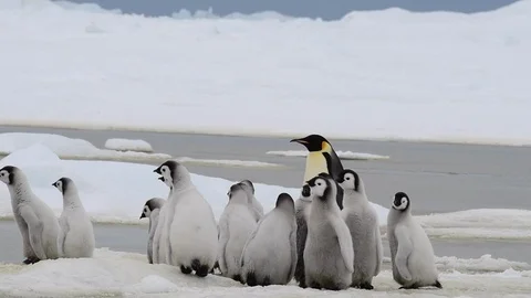 Emperor Penguin with chicks in Antarctica Stock Footage 100978830