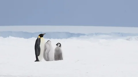 Emperor Penguin with chicks in Antarctica Stock Footage 100978902