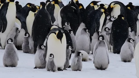 Emperor Penguin with chicks in Antarctica Stock Footage 100980071
