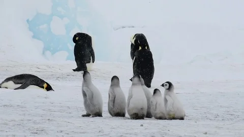 Emperor Penguin with chicks in Antarctica Stock Footage 100980105