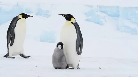 Emperor Penguin with chicks in Antarctica Stock Footage 100980136