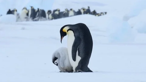 Emperor Penguin with chicks in Antarctica Stock Footage 100980268