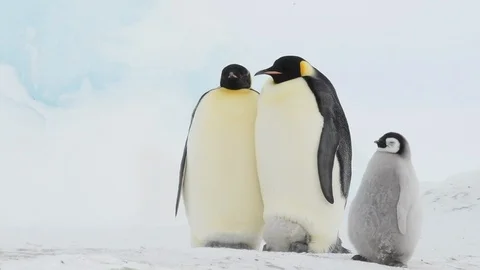 Emperor Penguin with chicks in Antarctica Stock Footage 100980314