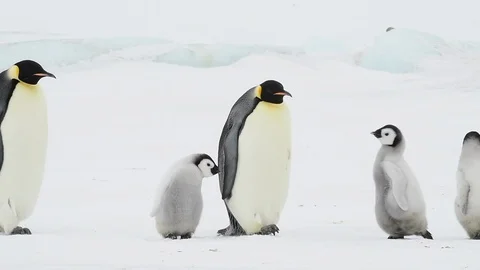 Emperor Penguin with chicks in Antarctica Stock Footage 100980433