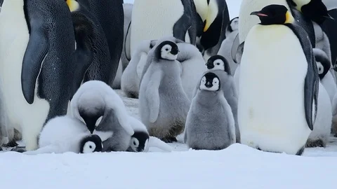 Emperor Penguin with chicks in Antarctica Stock Footage 101097478