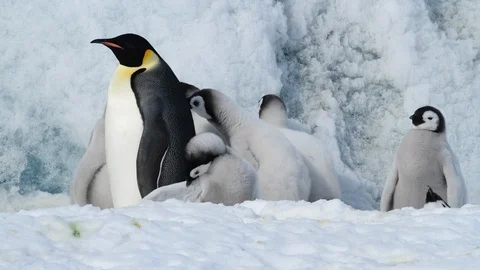 Emperor Penguin with chicks in Antarctica Stock Footage 101414890